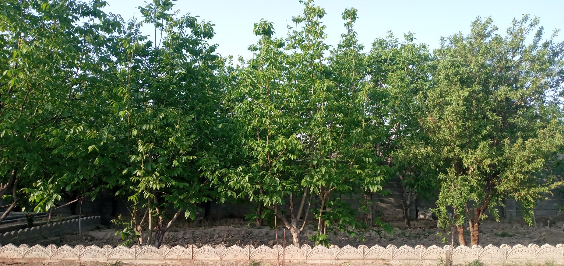 عکس باغ جاویدی