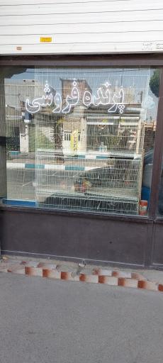 عکس پرنده فروشی ربیعی 