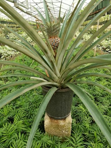 عکس گلخانه نگارینا