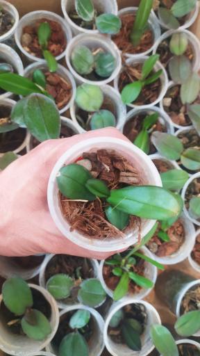 عکس گلخانه نگارینا