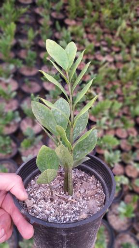 عکس گلخانه نگارینا