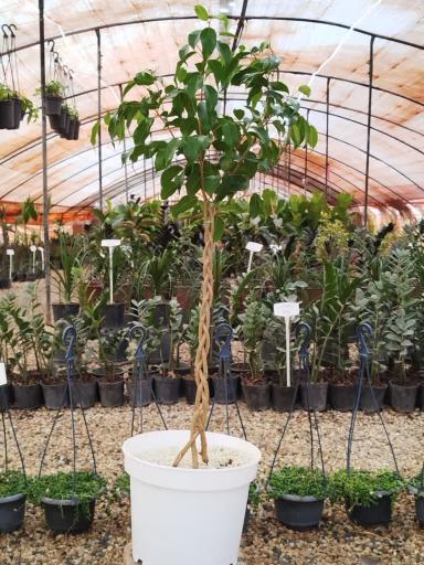 عکس گلخانه نگارینا