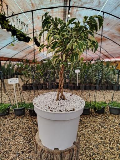 عکس گلخانه نگارینا