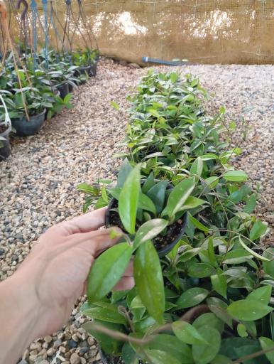 عکس گلخانه نگارینا