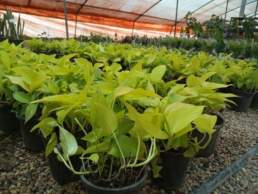 عکس گلخانه نگارینا