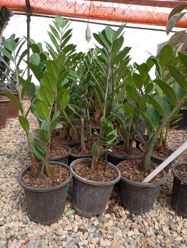 عکس گلخانه نگارینا