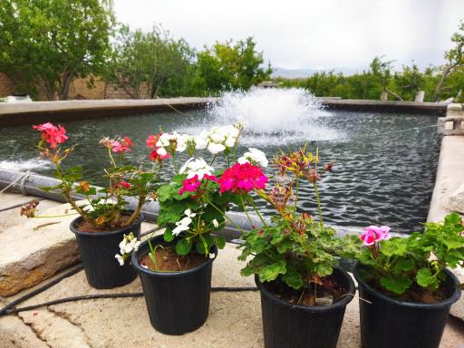 عکس پرورش ماهی شاهی