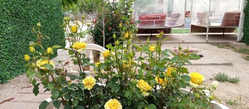 عکس سفره خانه سنتی دل آرام
