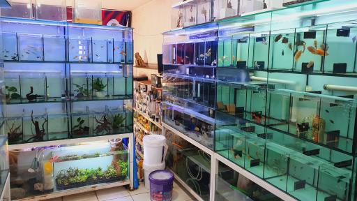 عکس اکواریوم جزیره