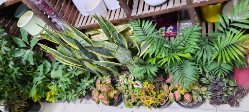 عکس گل فروشی شهریور