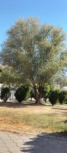 عکس پارک تپه قاضی