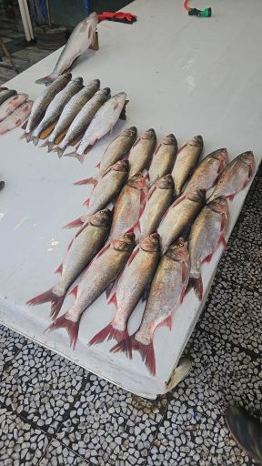 عکس ماهی فروشی ساحل