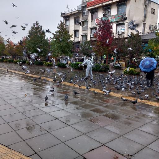 عکس سازمان فرهنگی، اجتماعی و ورزشی شهرداری رشت