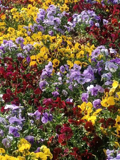 عکس گلخانه گلهای بهار