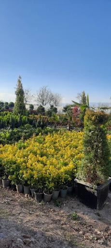 عکس نهالستان چراغی