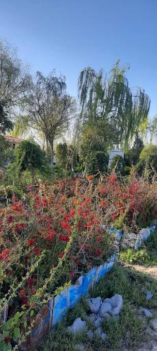 عکس نهالستان چراغی