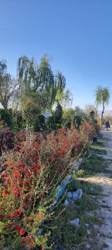 عکس نهالستان چراغی