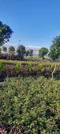 عکس نهالستان چراغی