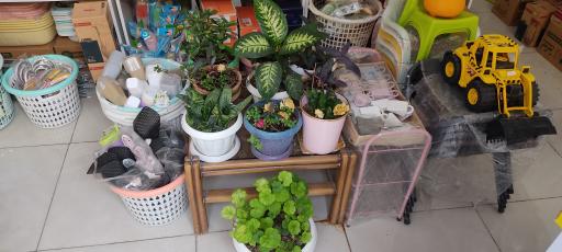 عکس پلاسکو سیبک 