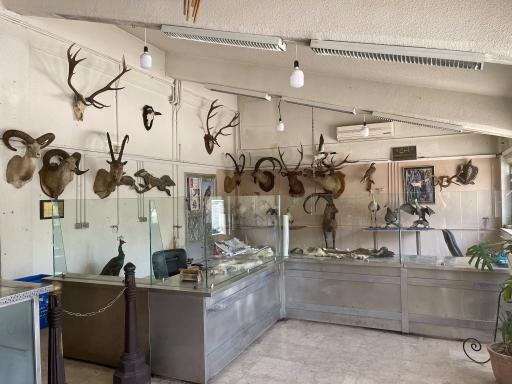 نمایشگاه تاکسیدرمی