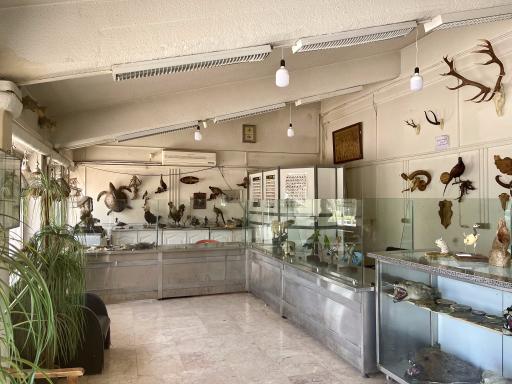 عکس نمایشگاه تاکسیدرمی