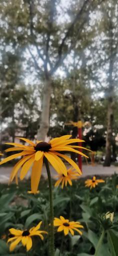 عکس بوستان لاله