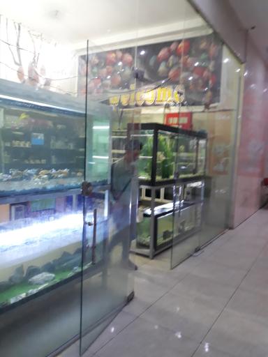 عکس آکواریوم گلدن