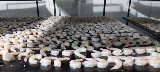 عکس شرکت آبزیان گستر امیر کبیر