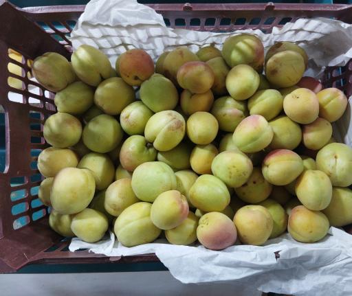 عکس میوه فروشی فراهانی