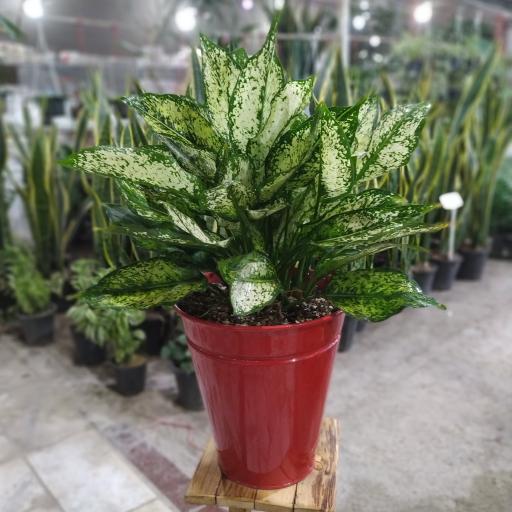 عکس گلسرای نارسیس