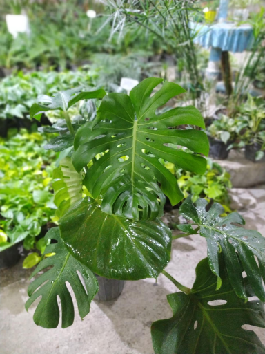 عکس گلسرای نارسیس