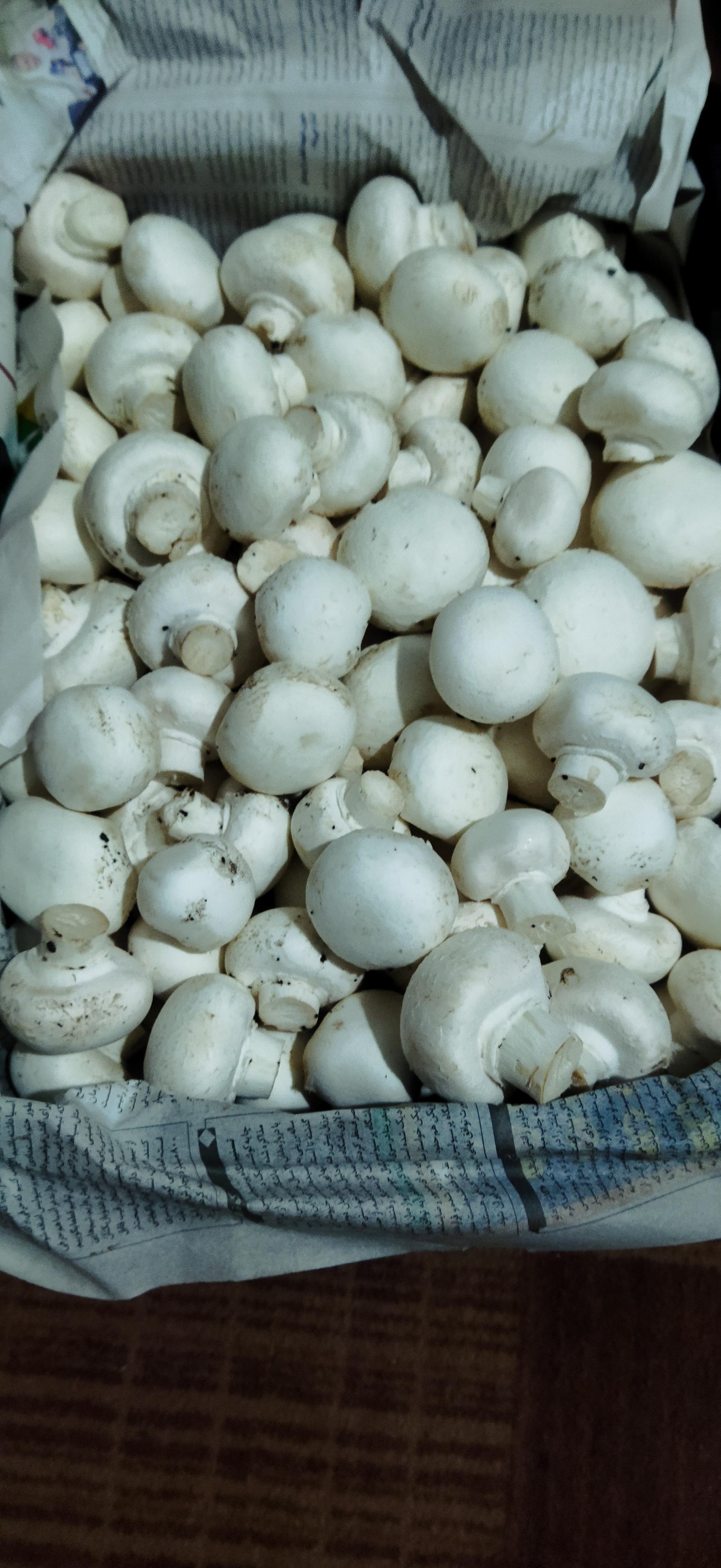 عکس پرورش قارچ طاها