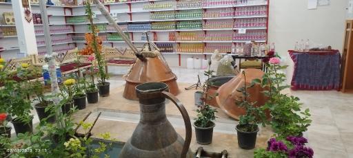 عکس گلاب گیری اردیبهشت 