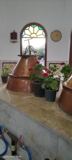 گلاب گیری اردیبهشت 
