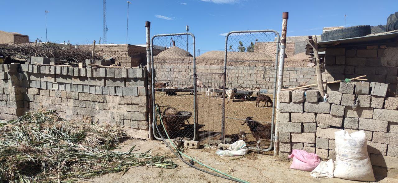 عکس گوسفنداری و گاوداری حسن باقری