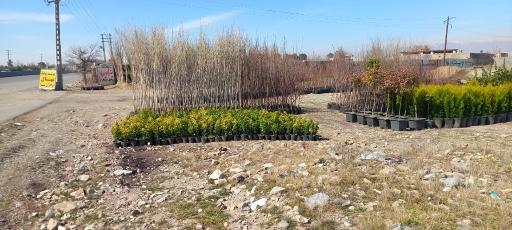 عکس تولید نهال برادران بیتا 