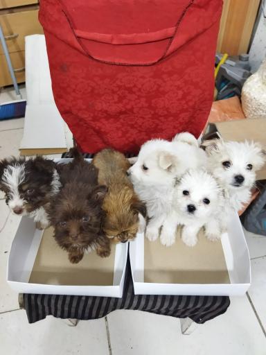 عکس عروس هلندی 