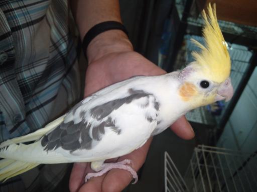 عکس عروس هلندی 