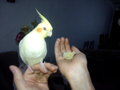 عکس عروس هلندی 