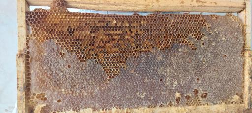 عکس عسل کندو