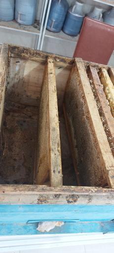 عکس عسل کندو