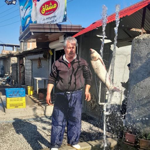 عکس مرغ و ماهی مشتاق