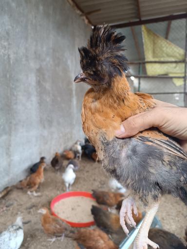 عکس مرغداری پدر