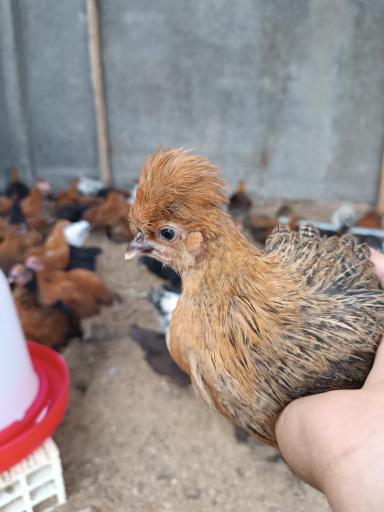 عکس مرغداری پدر