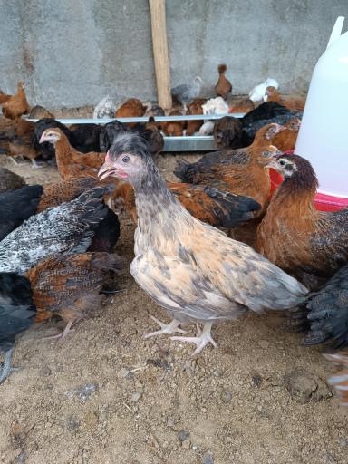 عکس مرغداری پدر