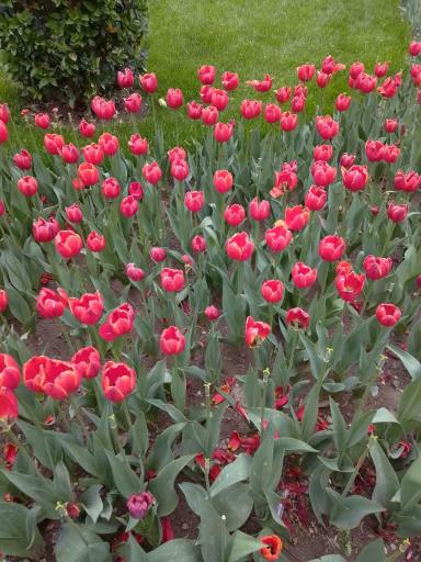 عکس پارک لاله