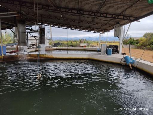 عکس مزرعه پرورش ماهی قزل هیرکان