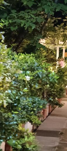 عکس باغ رستوران مهر و ماه