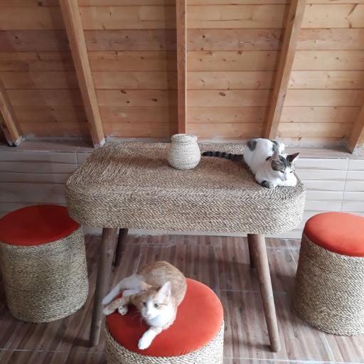 عکس کلبه چوبی دوقلو