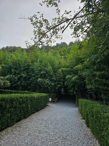 عکس باغ بامبو چشمه